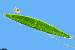 Image of Closterium lunula