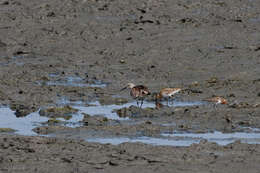 Image of Calidris Merrem 1804