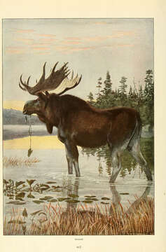 Image of Alces Gray 1821