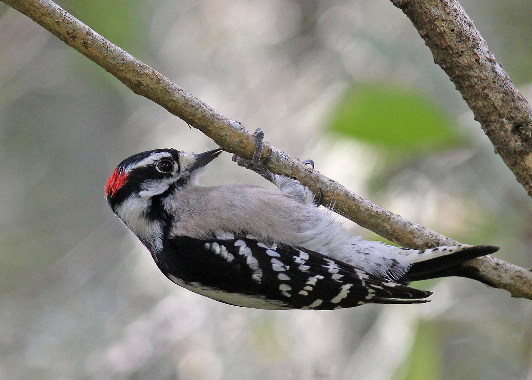 Image of Downy Woodpecker