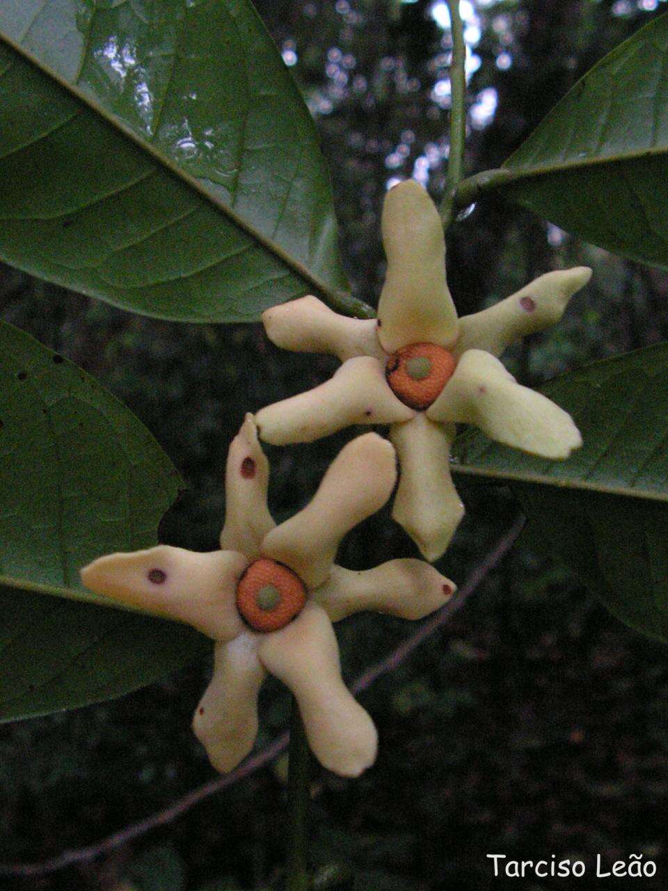 Guatteria pogonopus Mart.的圖片