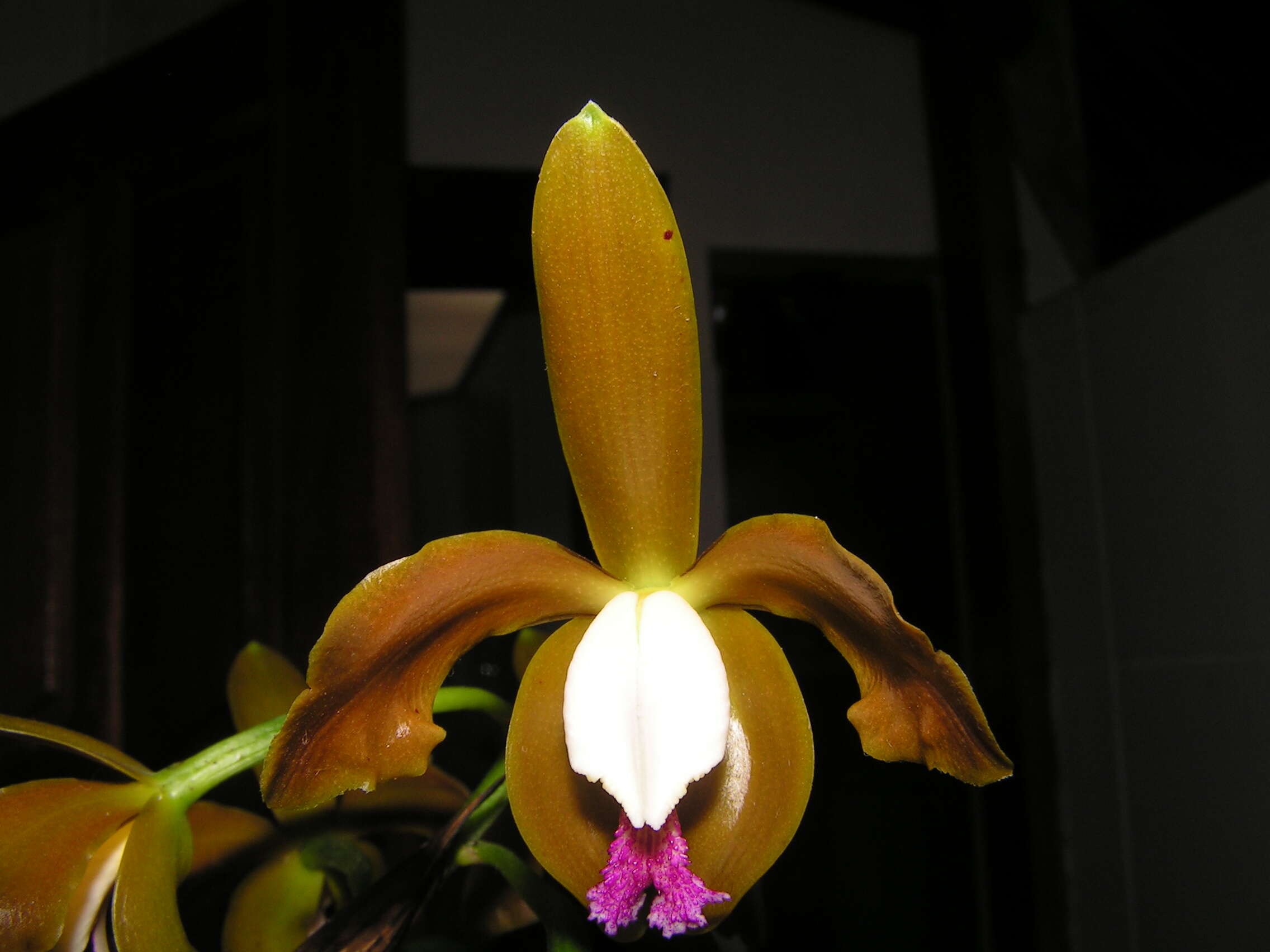 Image of Cattleya porphyroglossa Linden & Rchb. fil.