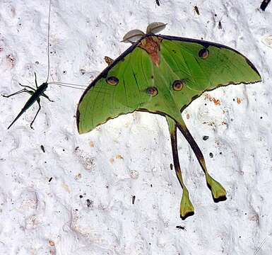 Image of African Luna moth