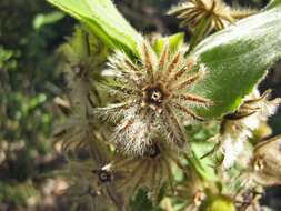 Image of Pavonia malacophylla (Link & Otto) Hemsl.