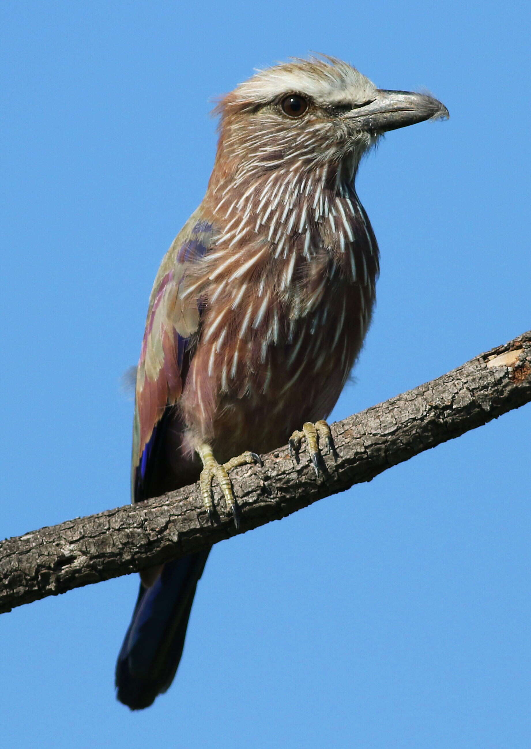 Sivun Coracias Linnaeus 1758 kuva