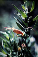 صورة Eremophila glabra (R. Br.) Ostenf.