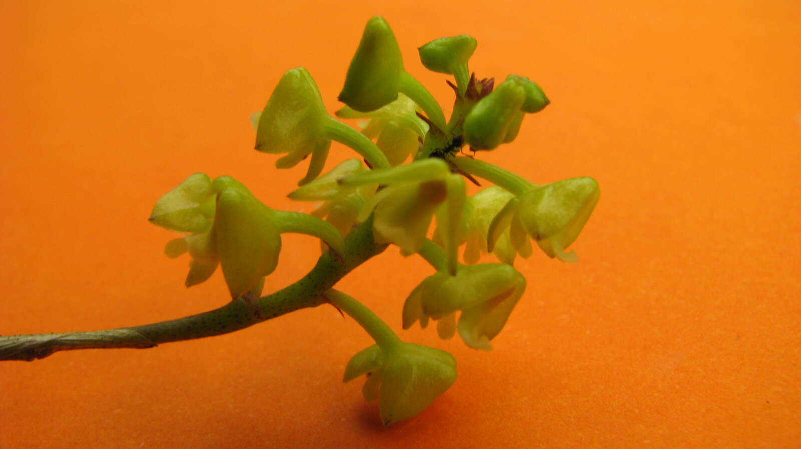 Image of Yellowspike orchids