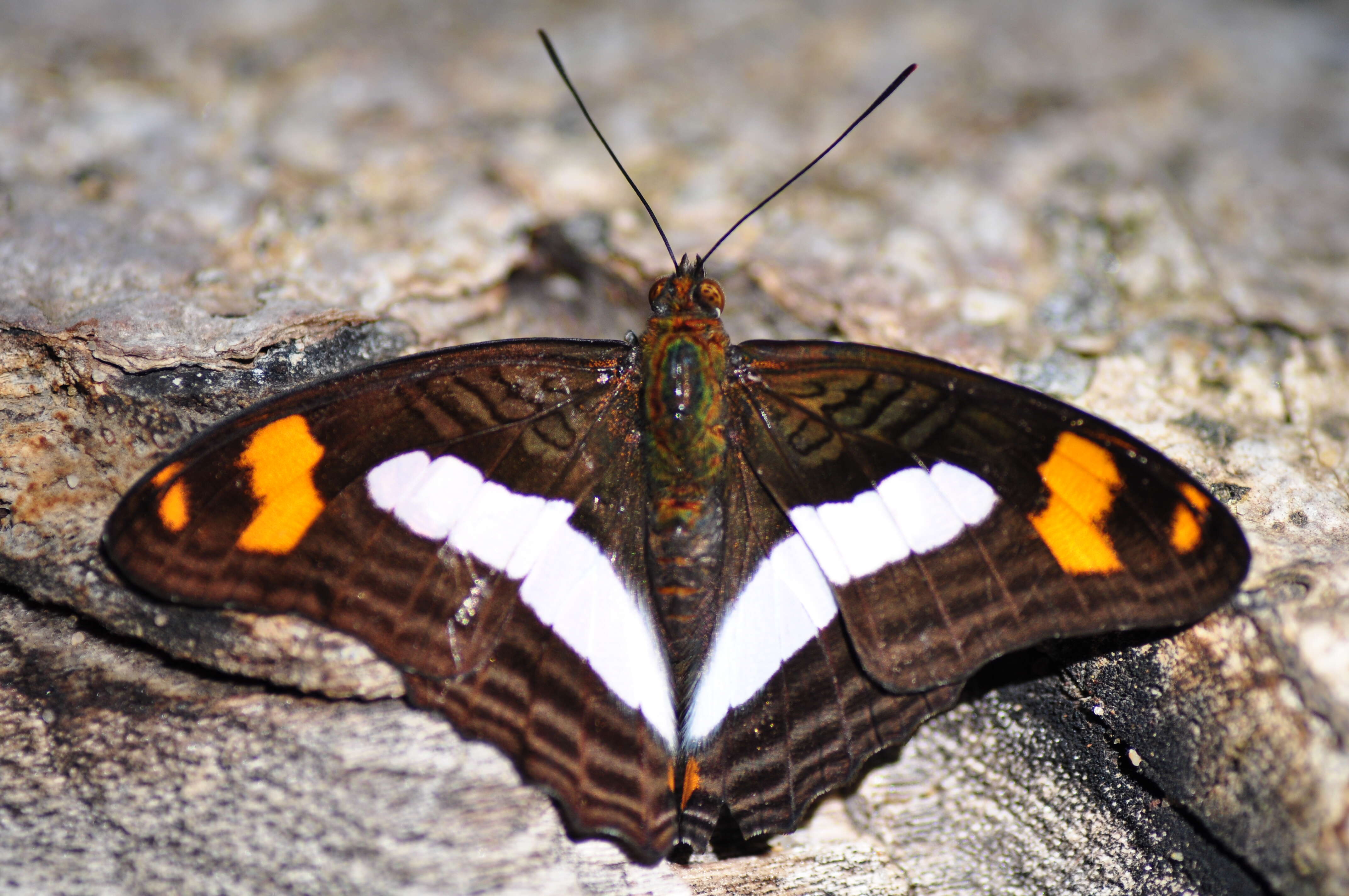 Image of Lepidoptera