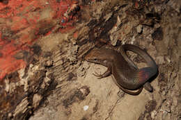 Image of Robust Rainbow-skink