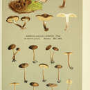 Imagem de Tephrocybe atrata (Fr.) Donk 1962