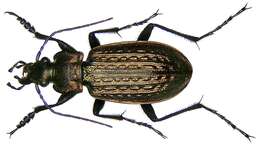 Image of true ground beetle genus