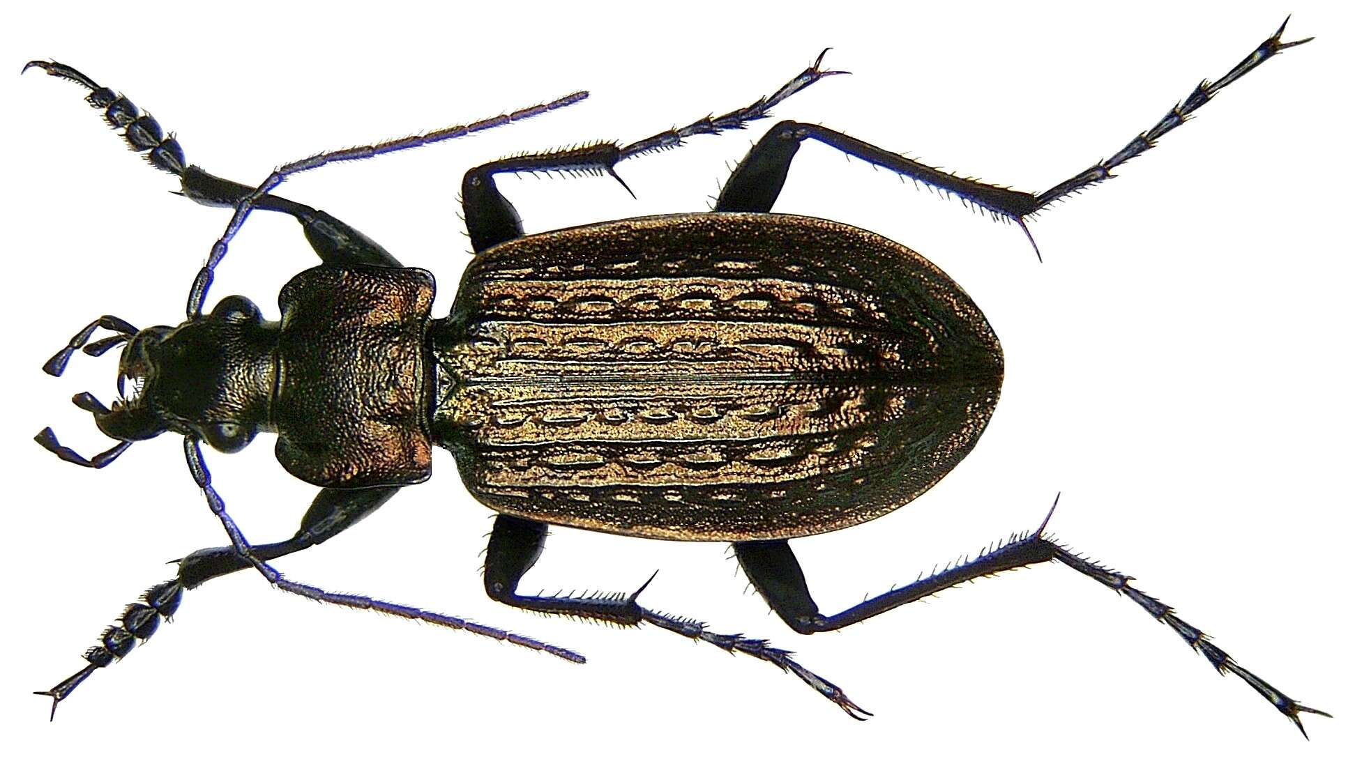 Image of Granulated Carabid