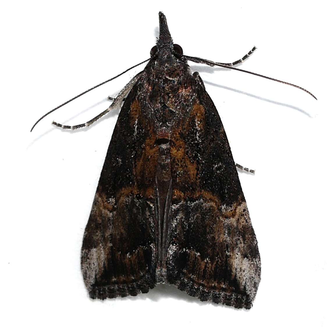 Image of Lepidoptera