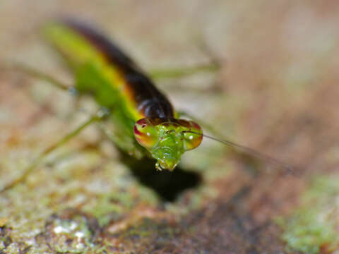 Image of Odontomantis micans Saussure 1871