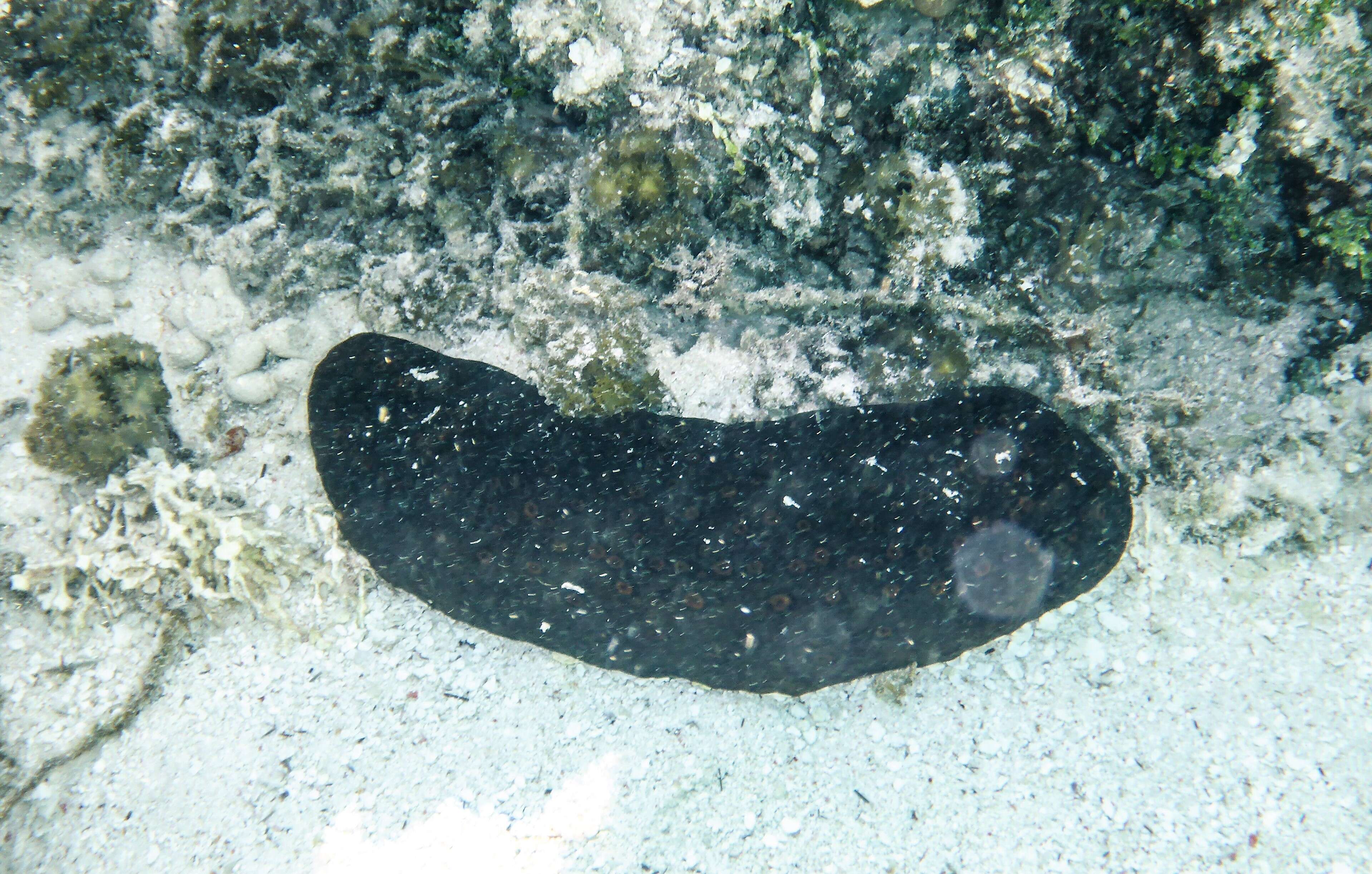 Image of Black sea cucumber