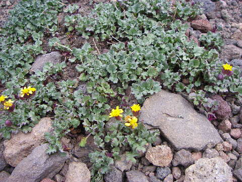 Image of San Francisco Peaks ragwort