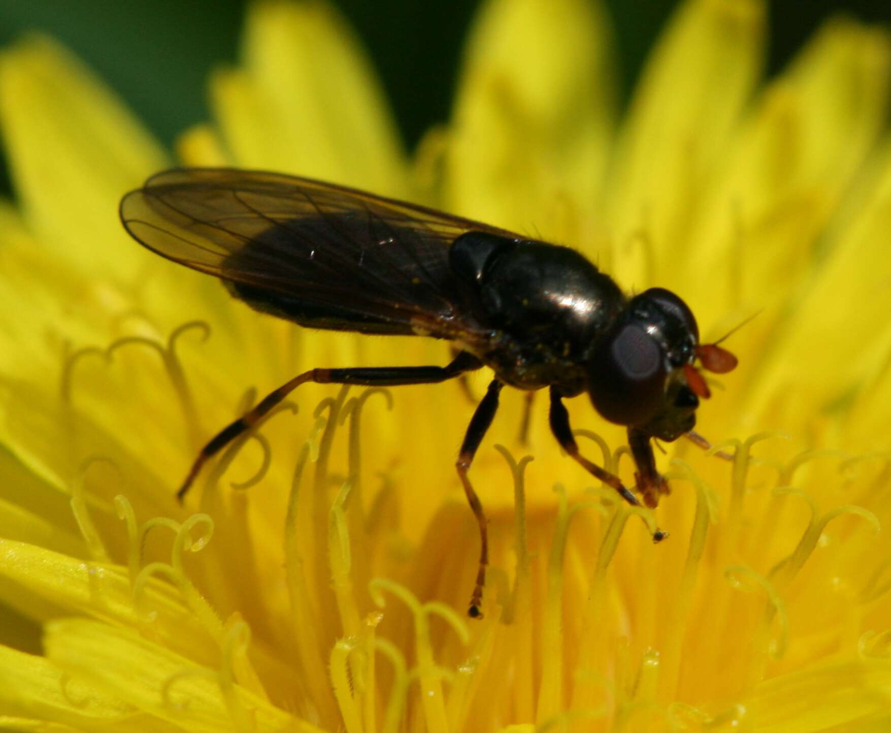 Image of hoverfly