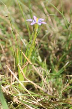 Image of Romulea minutiflora Klatt