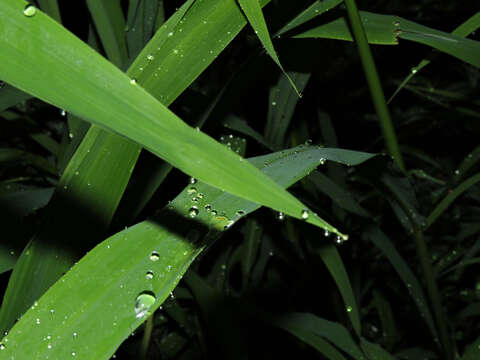 Image of Broad-Leaf Rice