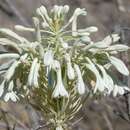 Imagem de Pseudogaltonia clavata (Baker ex Mast.) E. Phillips