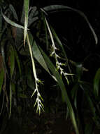 Billbergia macrolepis L. B. Sm.的圖片