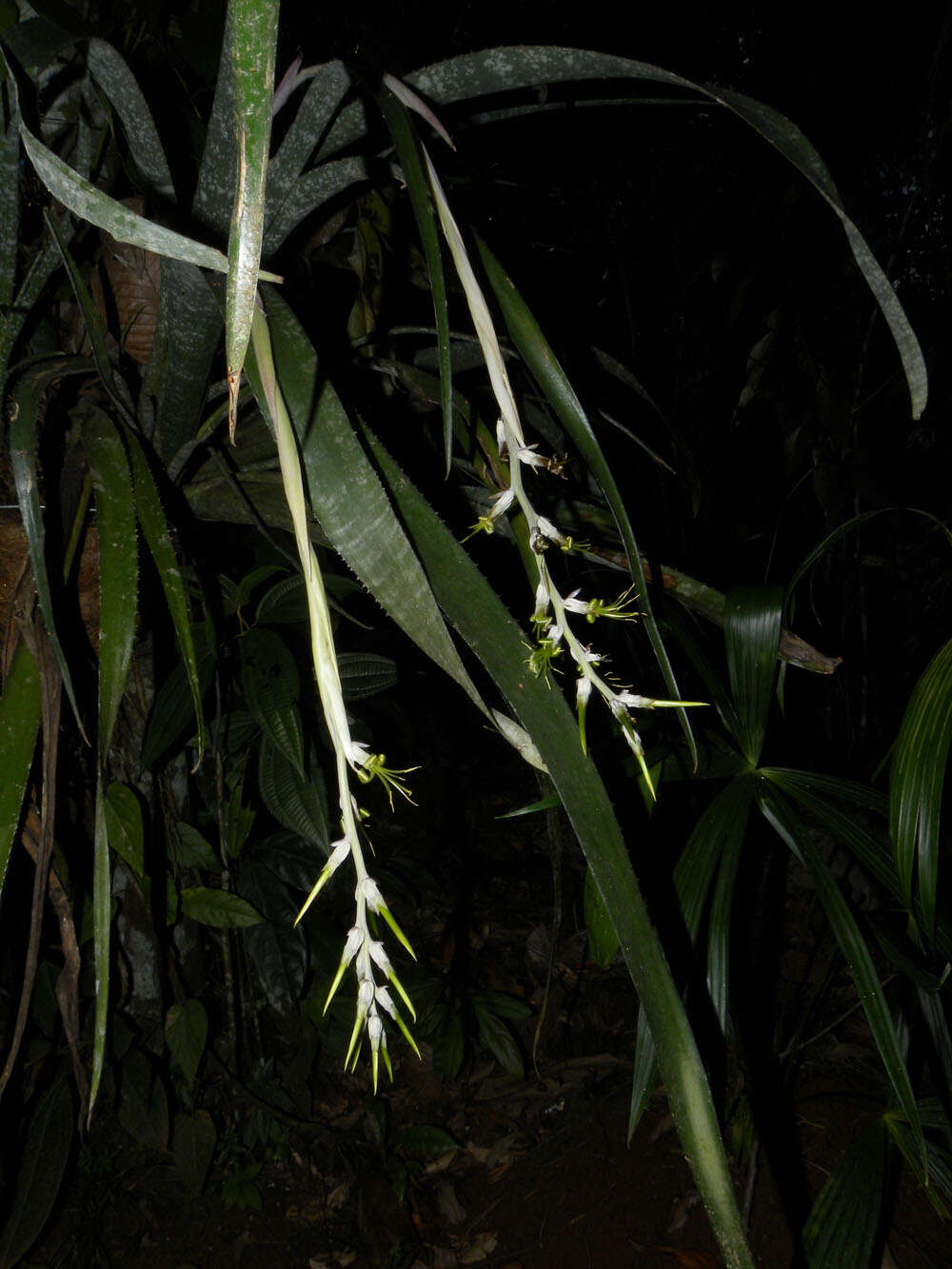 Billbergia macrolepis L. B. Sm.的圖片