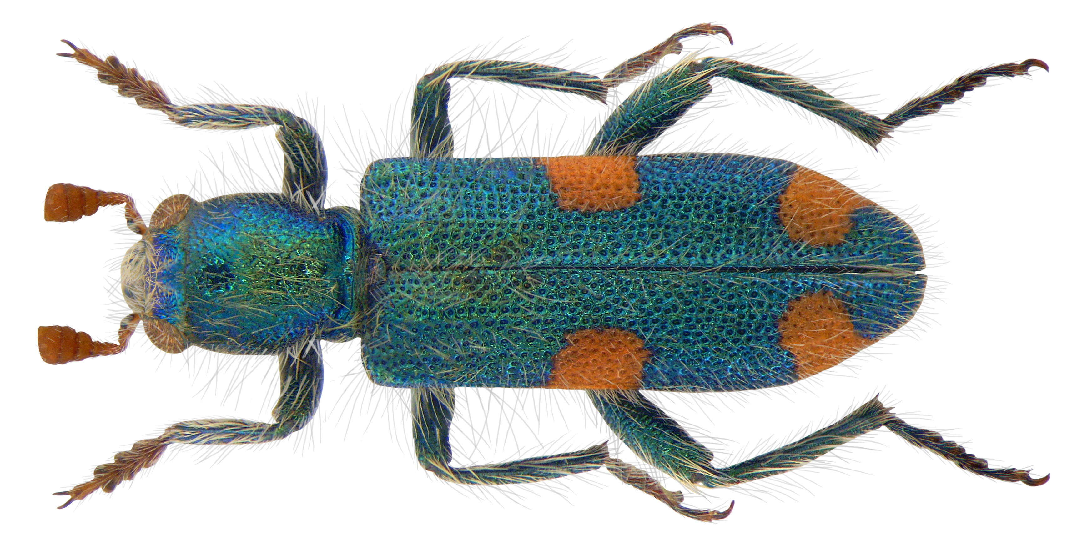 Image of Trichodes quadriguttatus