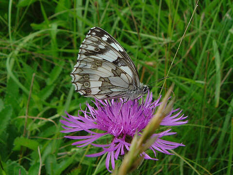 Imagem de Melanargia