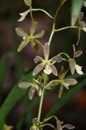 Image of Encyclia patens Hook.