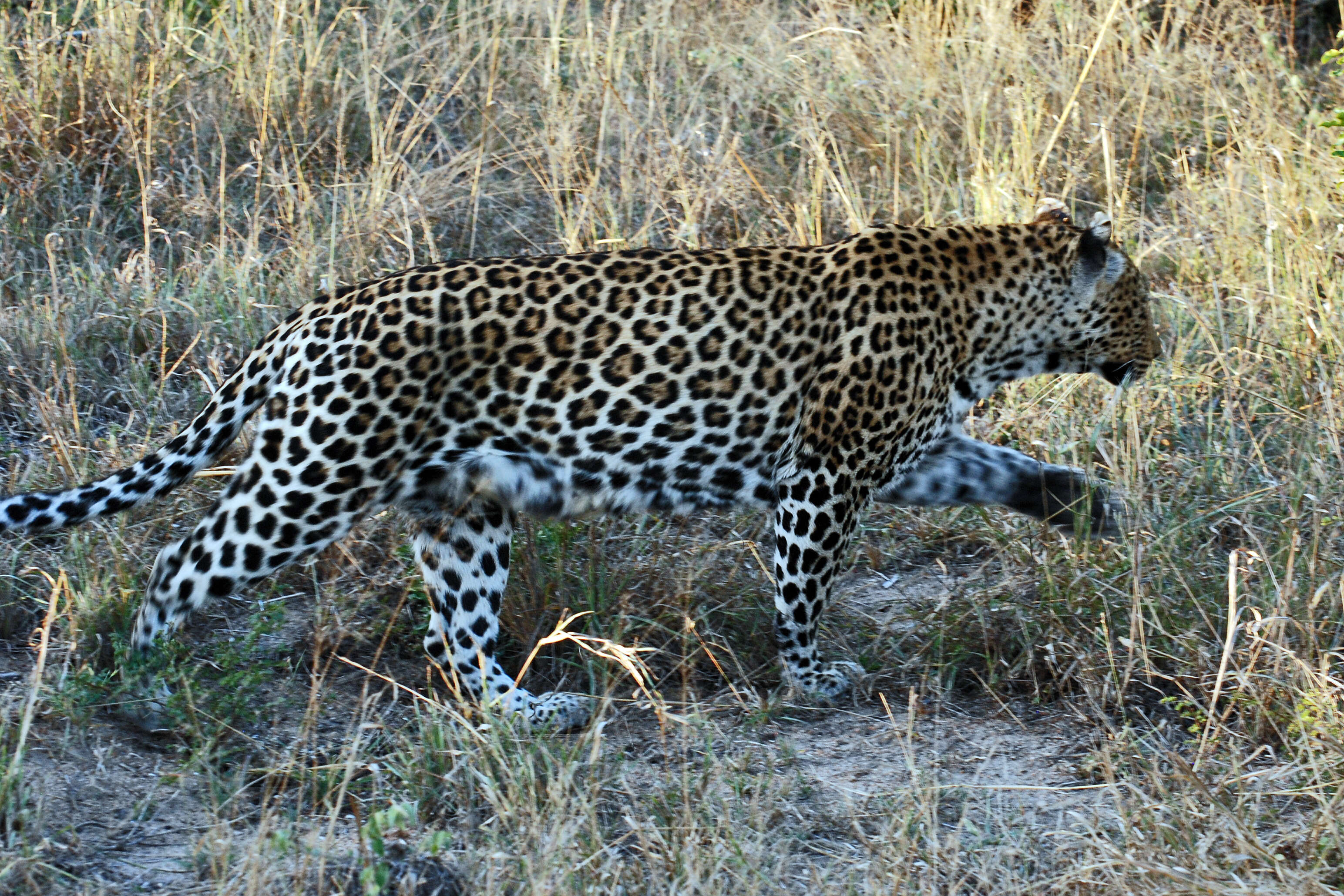 Image of Leopard