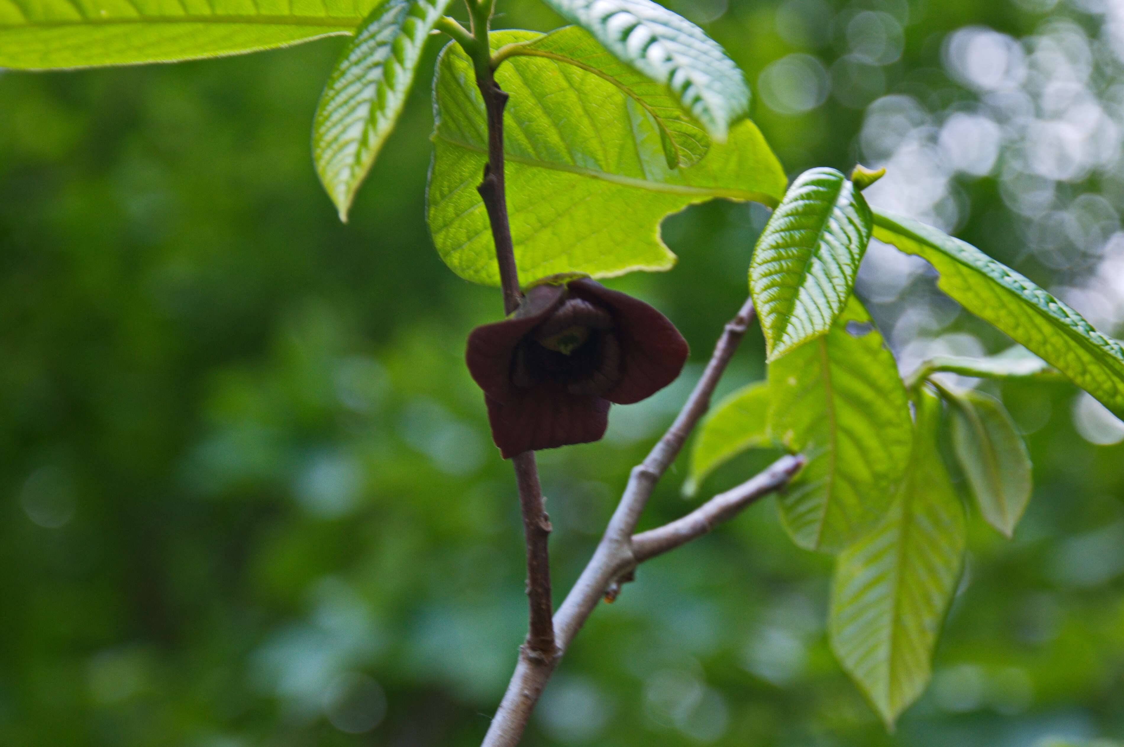 Image of Indian-banana