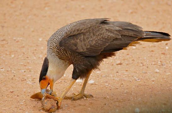 Image of Crested Caracara