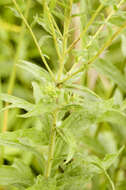 Image of goldenrod