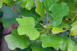 Image of Tulip tree