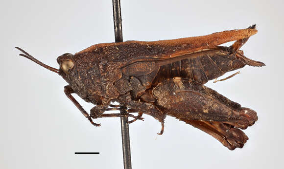 Image of Tettiellona