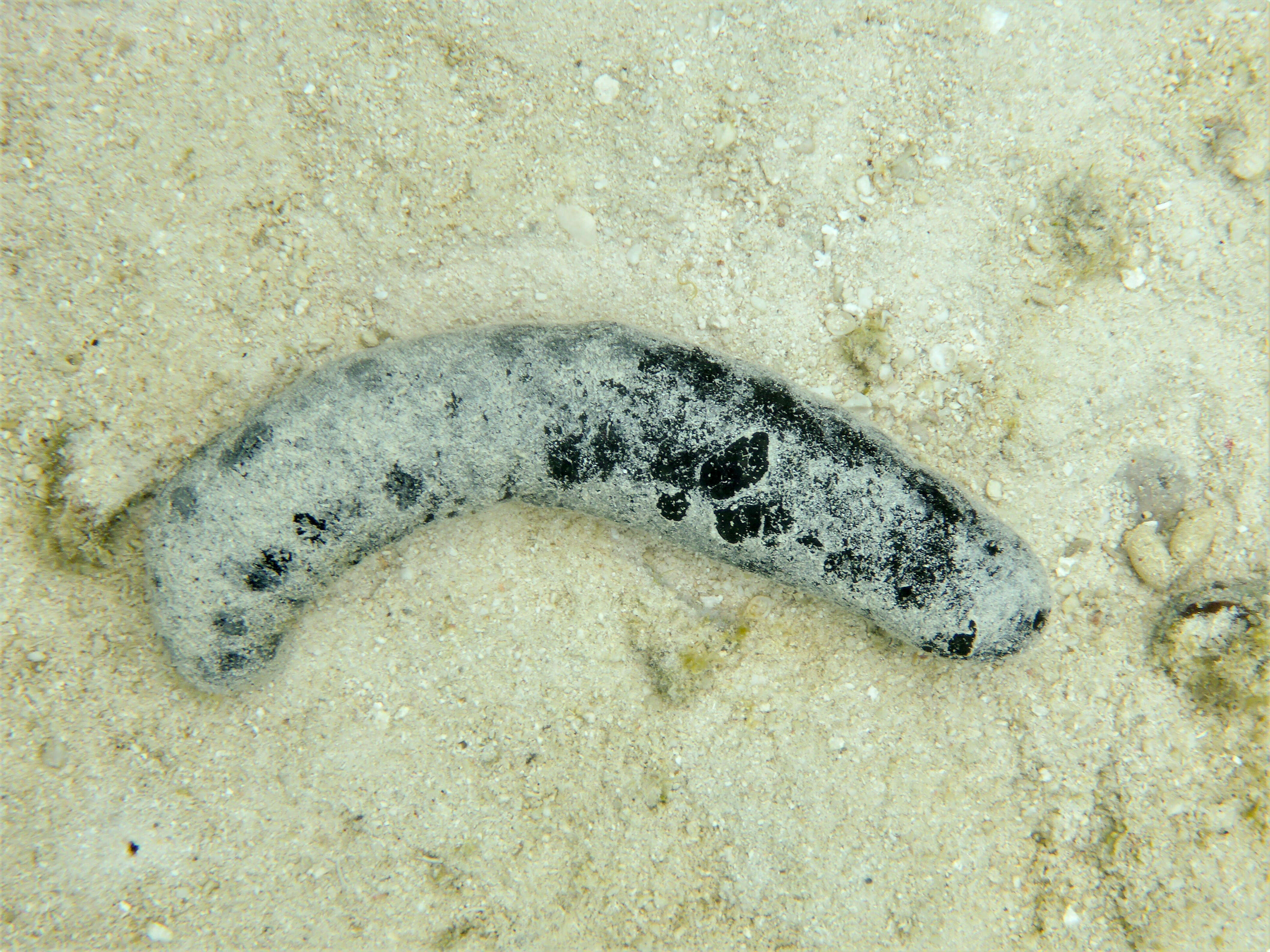 Image of Black sea cucumber