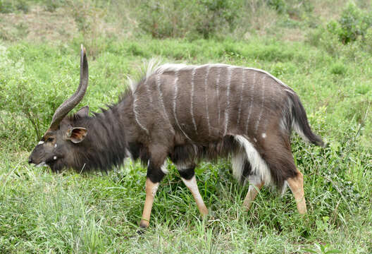 Image of Spiral-horned Antelope