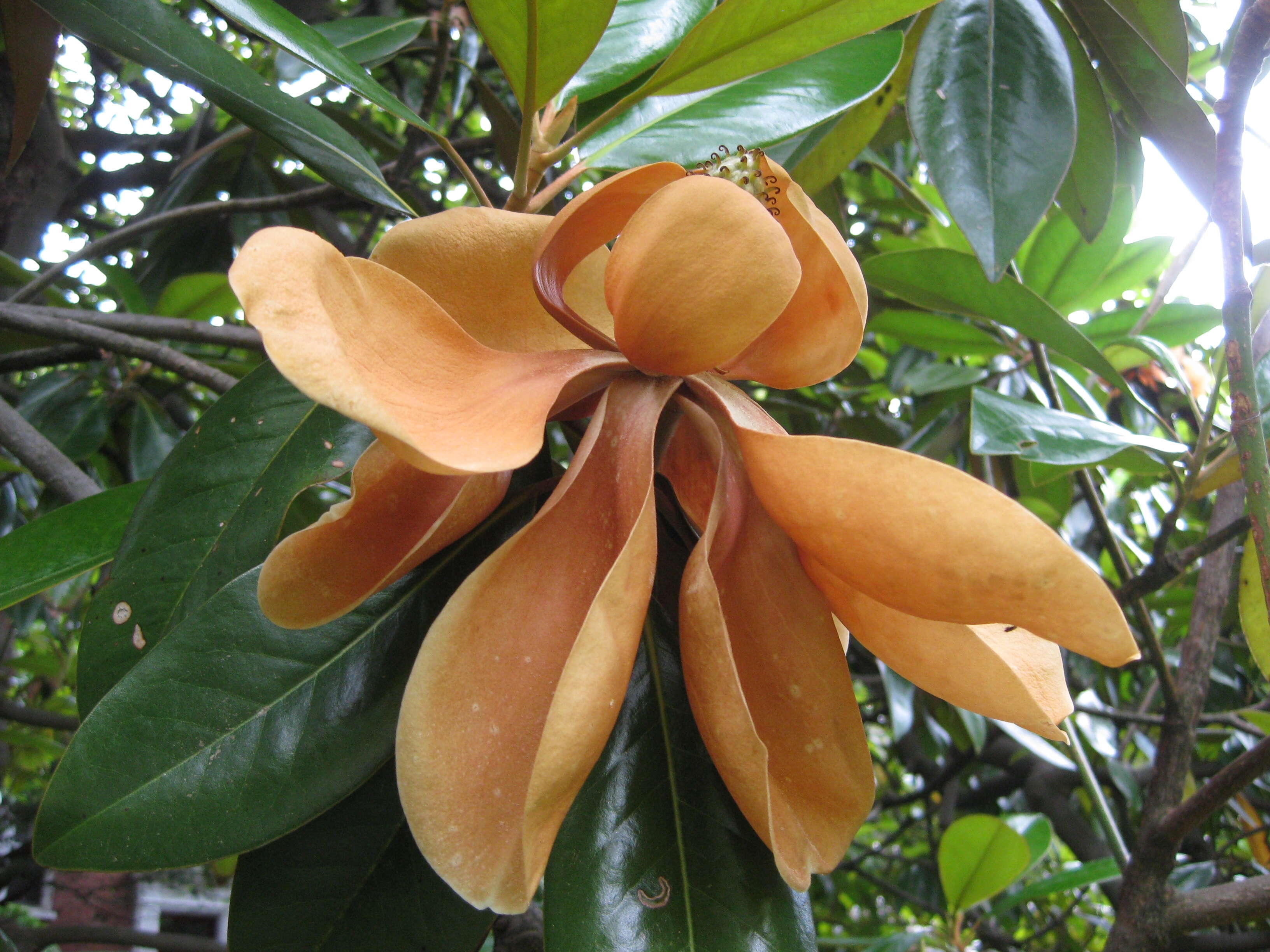 Image of southern magnolia