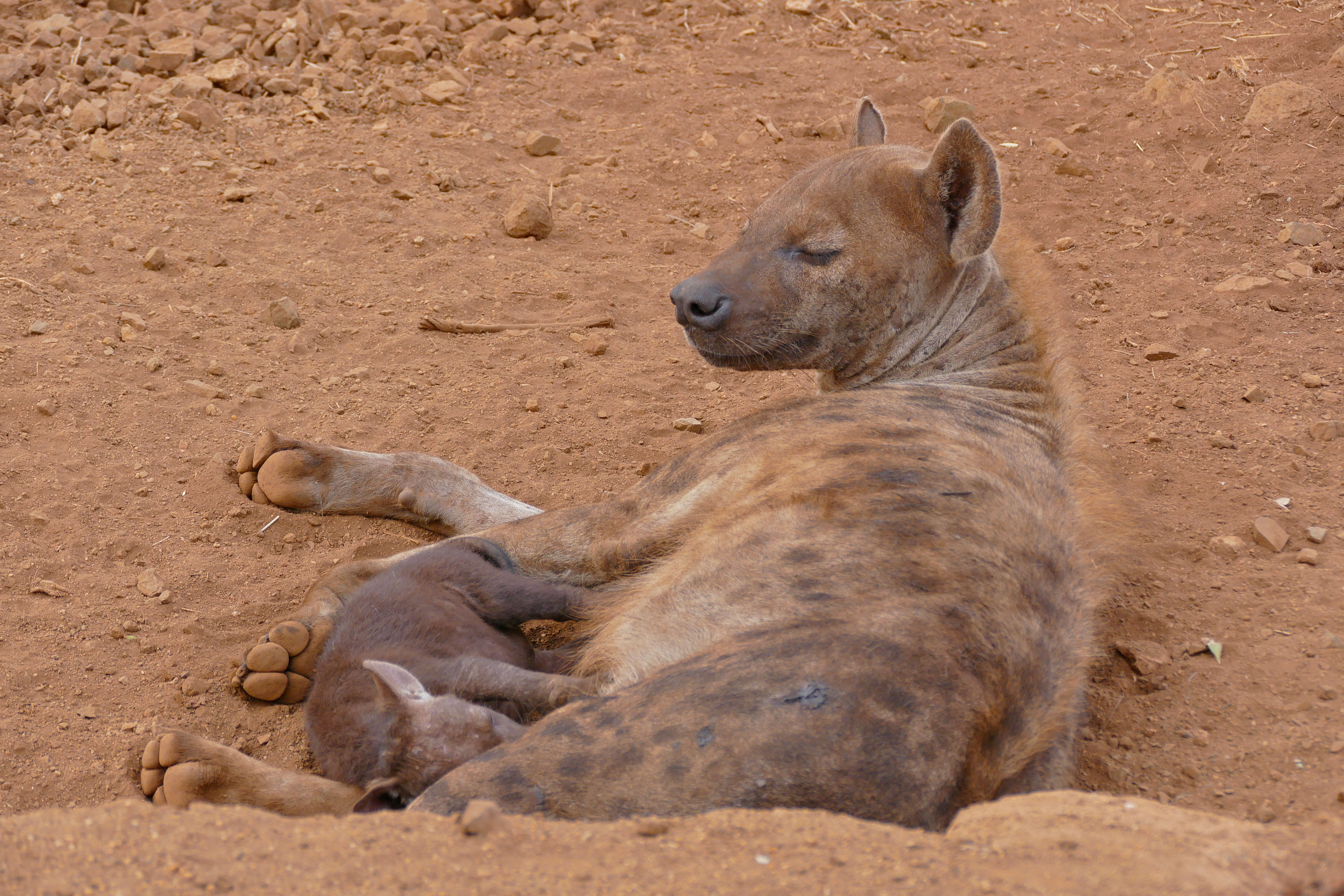 Image of Spotted Hyaenas