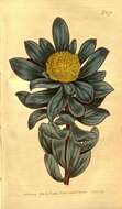 Image of Leucadendron globosum (Kennedy ex Andrews) I. Williams