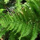 Image of Delicate Lace Fern