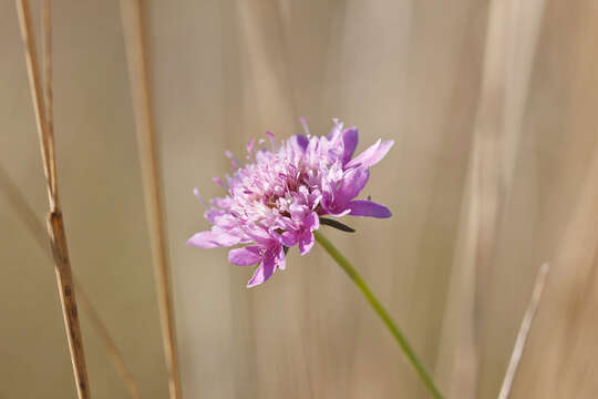 Image of Pincushion Flowers