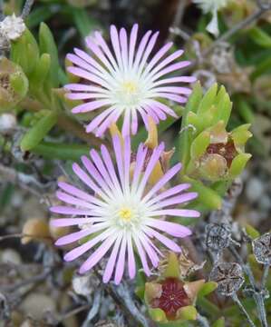 Imagem de Delosperma herbeum (N. E. Br.) N. E. Br.