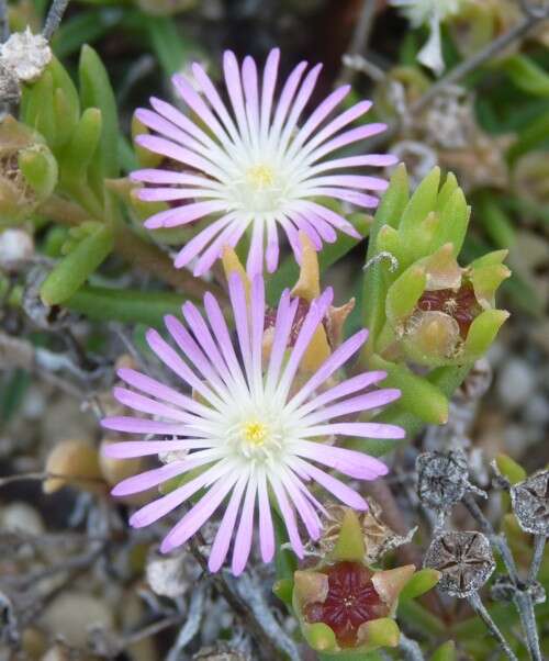 Imagem de Delosperma herbeum (N. E. Br.) N. E. Br.