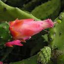 صورة Opuntia cochinellifera