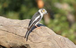 Prionops plumatus (Shaw 1809)的圖片