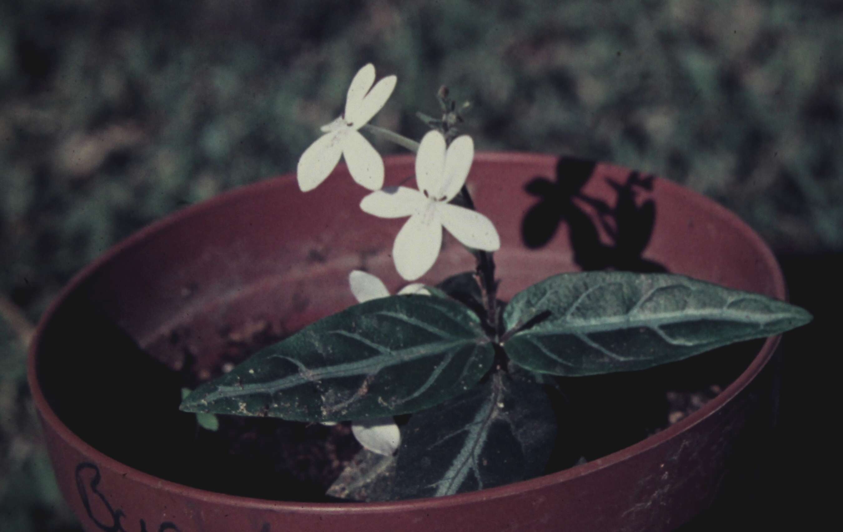 Pseuderanthemum variabile (R. Br.) Radlk. resmi