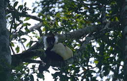 Image of Black-and-white Ruffed Lemur