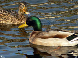 Image of Common Mallard