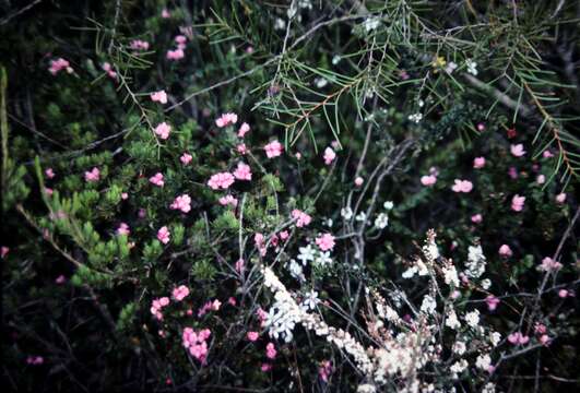 Image of Australian Native Rose